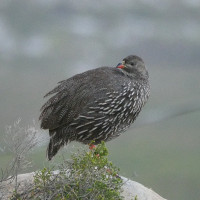 Cape Spurfowl